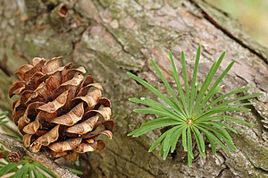 Japanese Larch