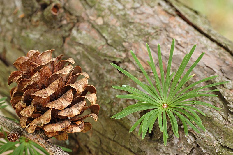 File:Japanese Larch Larix kaempferi Cone and Needles 3008px.jpg