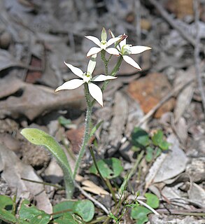 <i>Caladenia marginata</i> Species of orchid