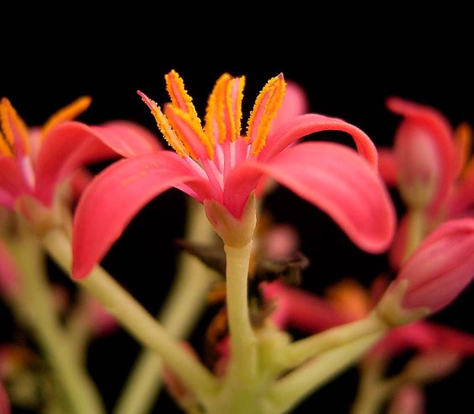 File:Jatropha cathartica4 ies.jpg