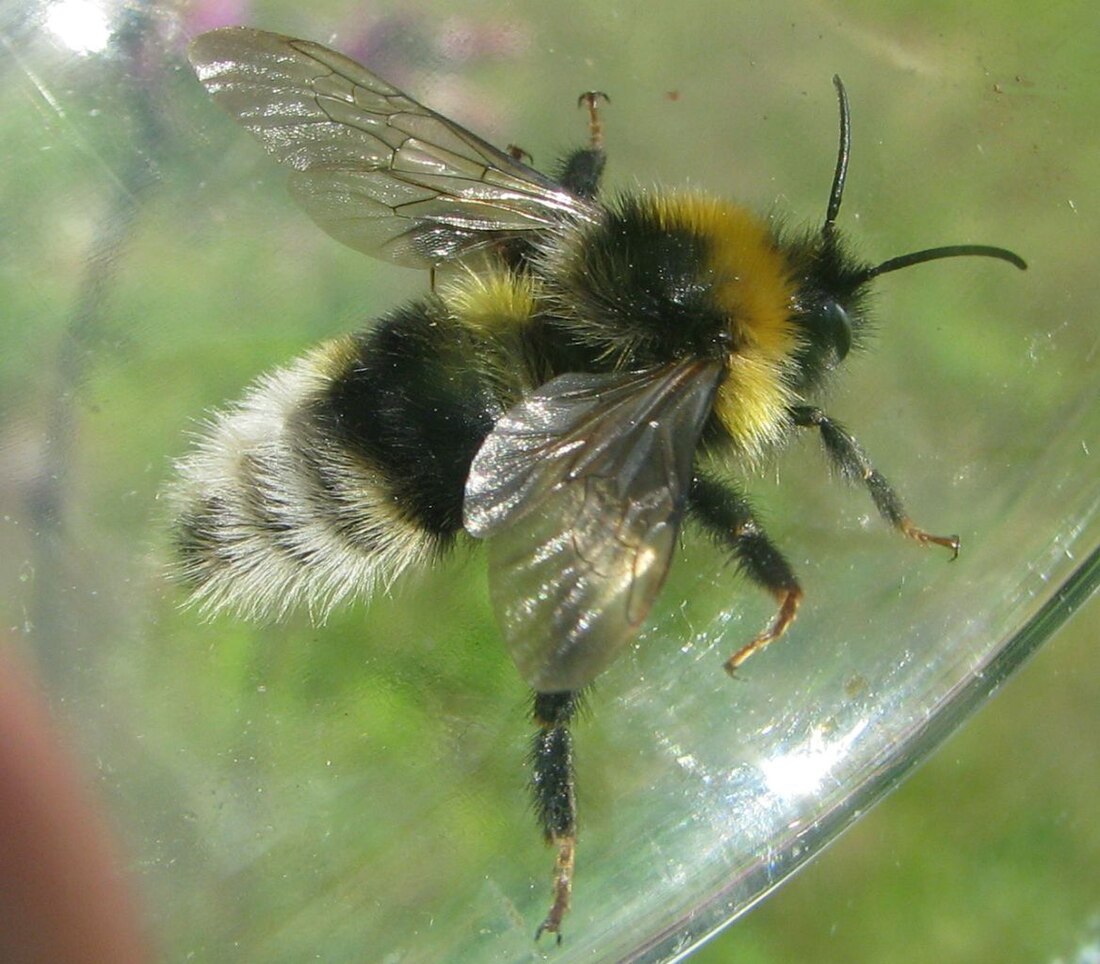 File:Jordgjøkhumle-m Bombus bohemicus.jpg