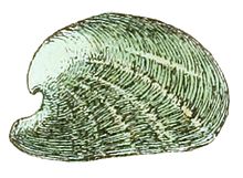 Drawing of the shell (the exterior of the right valve) of taxon named Julia borbonica Julia borbonica shell.jpg