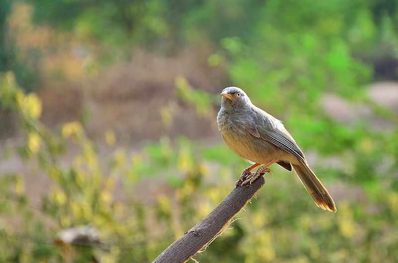File:Jungle babbler - Indian Bird.jpg