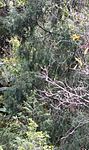 Juniperus flaccida Sierra Madre Oriental 1.jpg