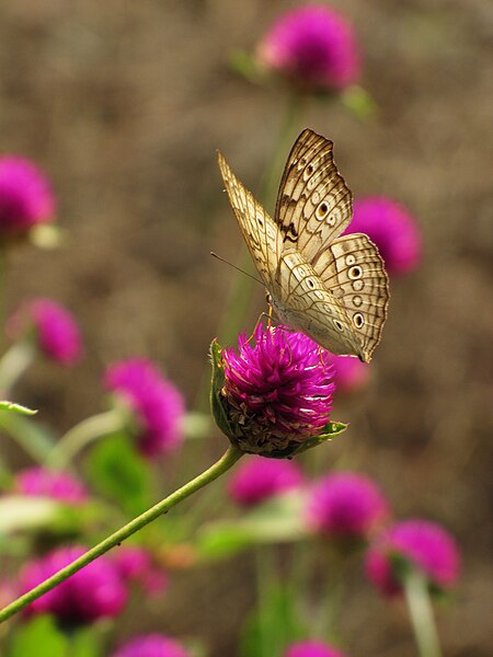 File:Junonia atlites on gomphrena.jpg