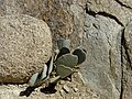 Prickly pear cactus on stone