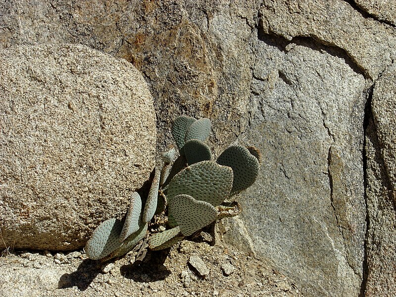 File:Kaktus im Joshua-Tree-Nationalpark3.jpg