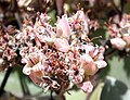 Kalanchoe beharensis kz1.JPG