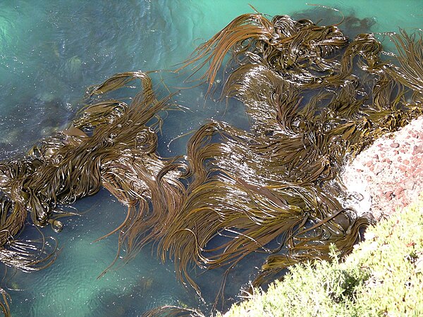 The top of a kelp forest in Otago, New Zealand
