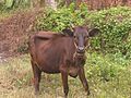 Thumbnail for File:Kerala Cow.jpg