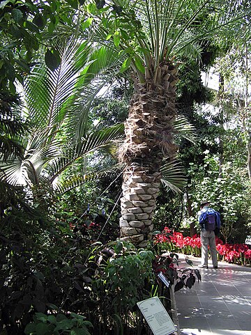 File:Kew.gardens.date.palm.london.arp.jpg