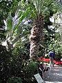نخلة في حدائق النباتات الملكية، كيو في لندن بالمملكة المتحدة