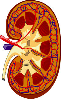 KidneyStructures.svg