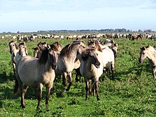 Konik ponies in the Oostvaardersplassen reserve Koniks4.JPG