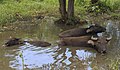 * Nomination Kg. Loro Kecil, Kudat, Sabah: A water buffalo family (kerbau) is taking a bath in a pond near the small Rungus village Loro Kecil --Cccefalon 07:23, 1 January 2015 (UTC) * Promotion Good quality.--Famberhorst 08:09, 1 January 2015 (UTC)