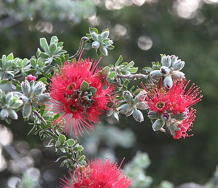 Kunzea pulchella.jpg