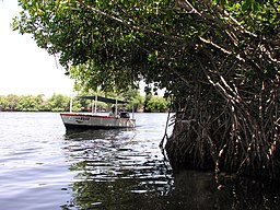 Mangroveträd