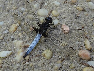 <i>Ladona exusta</i> Species of dragonfly
