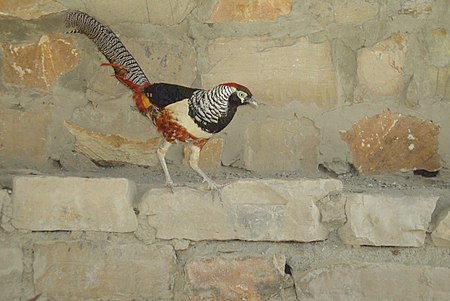 Lady Amherst's Pheasant Iran.JPG