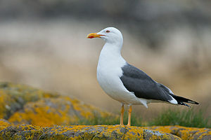 Gaivota-de-dorso-preto-menor (Larus fuscus)