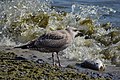 * Nomination Juvenile American herring gull feeding on fish. --The Cosmonaut 06:21, 4 April 2022 (UTC) * Promotion  Support Good quality. --Ermell 08:51, 4 April 2022 (UTC)