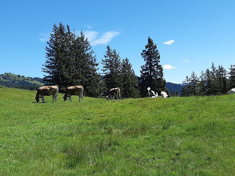 File:Laterns-Alpwegalp-cattles-06ESD.jpg