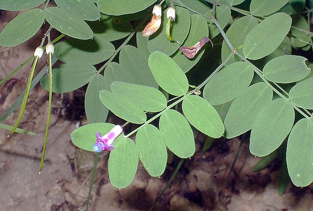 Zwarte lathyrus