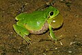 Tree frog-man-with-sound-bladder-JOF.jpg