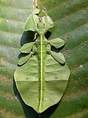 LeafInsect.jpg