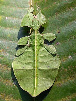 A Phyllium sp., mimicking a leaf LeafInsect.jpg