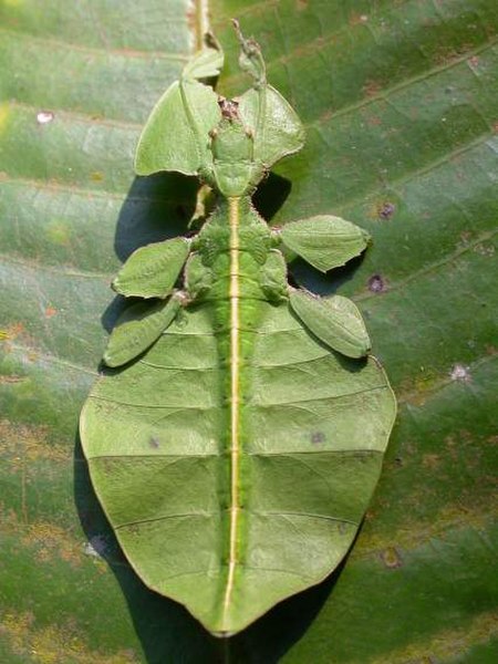 Phylliidae