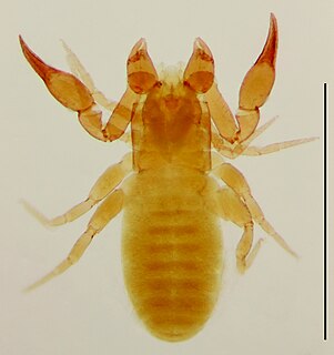 <i>Lechytia</i> Genus of pseudoscorpions