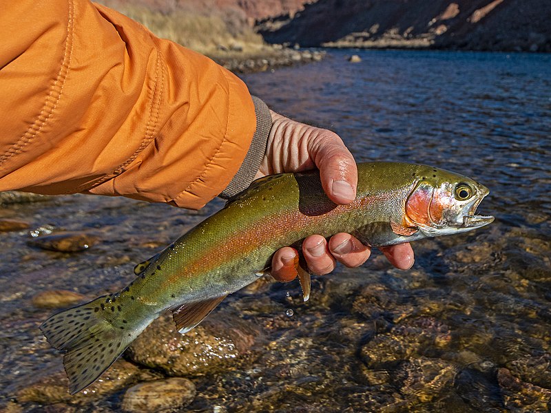 File:Lees Ferry Arizona Rainbow Trout.jpg