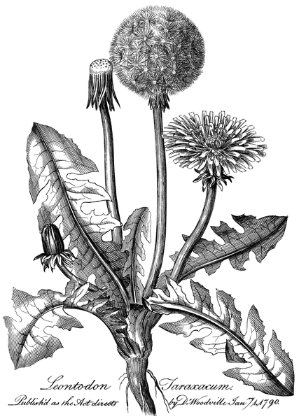 File:Leontodon Taraxacum-Medical Botany 1790-0001 0032.png