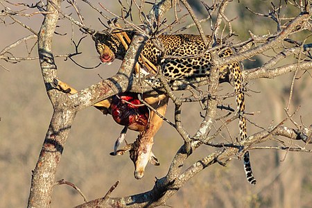 Leopard (Panthera pardus) devouring an antilope, Kruger National Park, South Africa.