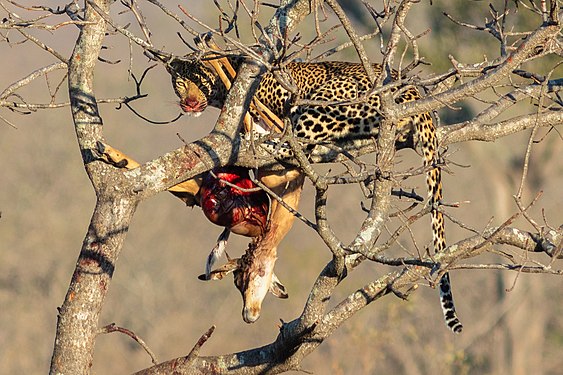 Leopard (Panthera pardus) devouring an antelope, Kruger National Park, South Africa.