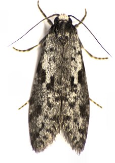 <i>Lepidoscia protorna</i> Species of moth