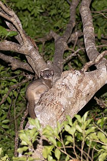 Daraina sportive lemur Species of lemur