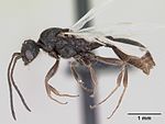 Leptothorax acervorum casent0173139 profile 1.jpg