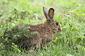 Snowshoe hare Lepus americanus 5459.JPG