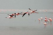 طيور فلامينغو في  وادي بحيرة ريفت شرق افريقيا