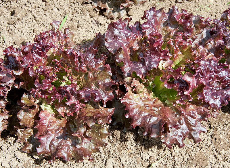 File:Lettuce Mini Heads "Teide" (7331115574).jpg