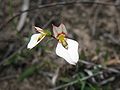 Květy Levenhookia pauciflora