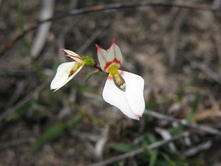 <i>Levenhookia pauciflora</i> Species of flowering plant