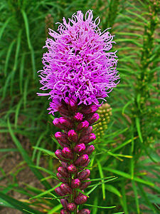 Liatris spicata Inflorescences