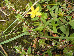 Gulsčioji jonažolė (Hypericum humifusum)