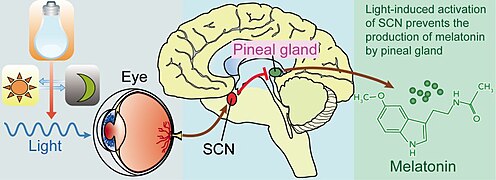 Light, suprachiasmatic nuclei (SCN), and the pinealmelatonin circuit.jpg