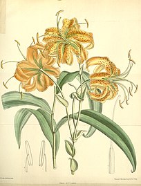 Lilium henryi 4693.jpg