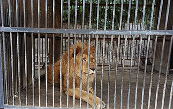 Lion Yerevan zoo park.jpg