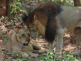 <i>Panthera leo leo</i> Lion subspecies